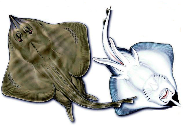 Leucoraja fullonica_09.jpg